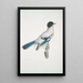 Geai d'Almorah Garrulus Vigorsii - John Edward Gray — gerahmtes Bild an der Wand