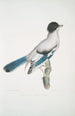 Geai d'Almorah Garrulus Vigorsii - John Edward Gray — Ansicht des Kunstwerks