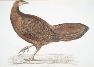 John Edward Gray - Argus Pheasant Argus Paeoninus Pavoninus China.webp