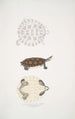 Tortue Baska Emys Baska - John Edward Gray — Ansicht des Kunstwerks
