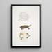 Tortue Baska Emys Baska - John Edward Gray — gerahmtes Bild an der Wand