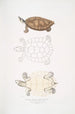 Tortue Batagur Emys Batagur - John Edward Gray — Ansicht des Kunstwerks