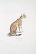 Beau chat Felis ornata - John Edward Gray — Ansicht des Kunstwerks