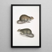 Bengalischer Feldrat Gemälde Arvicola Bengalensis - John Edward Gray — gerahmtes Bild an der Wand