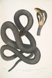 Cobra noir Capella Naia tripudians var nigra - John Edward Gray — Ansicht des Kunstwerks