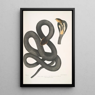 John Edward Gray - Black Cobra Capella Naia tripudians var nigra.webp