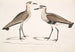 Bécasseau à ventre noir, Charadrius ventralis Wagleri, männlich und weiblich, Cawnpore Januar 1798 - John Edward Gray — Ansicht des Kunstwerks