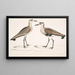 Bécasseau à ventre noir, Charadrius ventralis Wagleri, männlich und weiblich, Cawnpore Januar 1798 - John Edward Gray — gerahmtes Bild an der Wand