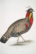 Fasan mit schwarzen Kopf Satyra melanocephala Männchen erwachsen - John Edward Gray — Ansicht des Kunstwerks