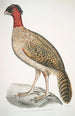 Faisan à tête noire Phasianus melanocephalus Femelle - John Edward Gray — Ansicht des Kunstwerks