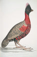 Fasan mit schwarzem Kopf Phasianus melanocephalus junger Männchen des vorherigen - John Edward Gray — Ansicht des Kunstwerks