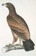 Aigle brun Aquilla fusca - John Edward Gray — Ansicht des Kunstwerks
