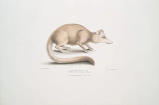 John Edward Gray - Brown long nosed Civet Viverra fusca.webp