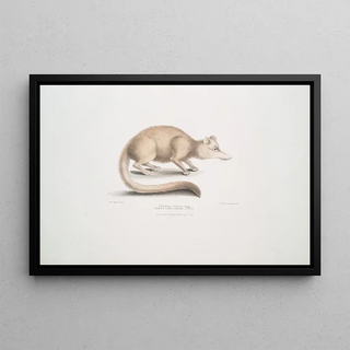 John Edward Gray - Brown long nosed Civet Viverra fusca.webp