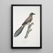 Chinesisches Pica Sinensis Gemälde - John Edward Gray — gerahmtes Bild an der Wand