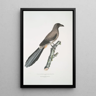 John Edward Gray - Chinese Magpie Pica Sinensis.webp