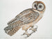 Chinesische Eulen-Gemälde Strix sinensis - John Edward Gray — Ansicht des Kunstwerks