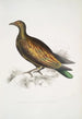 Taube mit chinesischem Tippet Columba Gouldioe - John Edward Gray — Ansicht des Kunstwerks