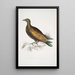 Taube mit chinesischem Tippet Columba Gouldioe - John Edward Gray — gerahmtes Bild an der Wand