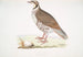 Perdrix choukar Perdix chukar Indien Größe naturgetreu - John Edward Gray — Ansicht des Kunstwerks