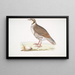 Perdrix choukar Perdix chukar Indien Größe naturgetreu - John Edward Gray — gerahmtes Bild an der Wand