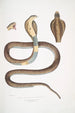 Cobra Capella var Naia tripudians var - John Edward Gray — Ansicht des Kunstwerks