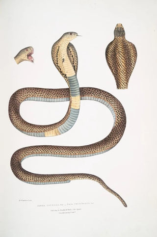 John Edward Gray - Cobra Capella var Naia tripudians var.webp