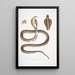 Cobra Capella var Naia tripudians var - John Edward Gray — gerahmtes Bild an der Wand
