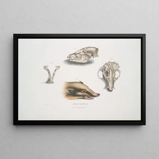 John Edward Gray - Collared Civet Bear Mydaus collaris Skull and head.webp