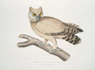 Koromandel-Eule Gemälde - John Edward Gray — Ansicht des Kunstwerks