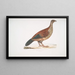 Perdrix Curia Perdix Hardwickii - John Edward Gray — gerahmtes Bild an der Wand