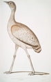 Gänseblümchen köstliche Otis deliciosa weiblich - John Edward Gray — Ansicht des Kunstwerks