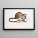 Paradoxurus paradoxurus Hamiltonii du Dr Hamilton - John Edward Gray — gerahmtes Bild an der Wand