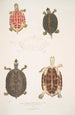 Tortue à toit Emys tectum - John Edward Gray — Ansicht des Kunstwerks
