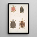 Tortue à toit Emys tectum - John Edward Gray — gerahmtes Bild an der Wand