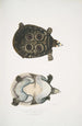 Trionyx ocellé Tryonix ocellatus - John Edward Gray — Ansicht des Kunstwerks