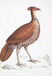 Faisan huppé à dos de feu poule Euplocomus ignitus - John Edward Gray — Ansicht des Kunstwerks