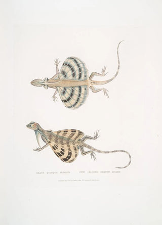 John Edward Gray - Five Banded Dragon Lizard Draco quinquefasciata.webp