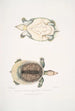 Trionyx plat Tryonix subplanus - John Edward Gray — Ansicht des Kunstwerks