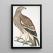 Aigle royal Aquilla imperialis femelle - John Edward Gray — gerahmtes Bild an der Wand