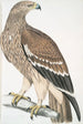 Aigle royal Aquilla imperialis femelle - John Edward Gray — Ansicht des Kunstwerks