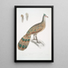 Polyplectron de Hardwicke Polyplectron Hardwickii - John Edward Gray — gerahmtes Bild an der Wand