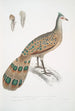 Polyplectron de Hardwicke Polyplectron Hardwickii - John Edward Gray — Ansicht des Kunstwerks