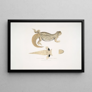 John Edward Gray - Hardwickes Uromastix Uromastix Hardwickii From Hindustan.webp