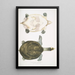 Trionyx Hurum Trionyx Hurum - John Edward Gray — gerahmtes Bild an der Wand