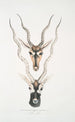 Antilope indienne Antilopa cervicapra Kopf und Horn 1 jung 2 erwachsen - John Edward Gray — Ansicht des Kunstwerks