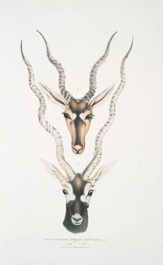 John Edward Gray - Indian Antelope Antilopa cervicapra Head and horn 1 Young 2 Adult.webp