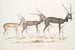 Antilope indienne Antilope cervicapra 1 Junges im Januar 1822 2 dasselbe Individuum Ende Oktober 1823 3 Erwachsener - John Edward Gray — Ansicht des Kunstwerks