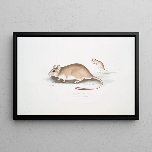 John Edward Gray - Indian Gerboa Rat Gerbillus Indicus.webp