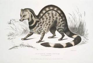 John Edward Gray - Indian Zibeth Viverra Zibetta.webp